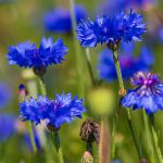 Kornblumen im Geo-Naturpark Frau-Holle-Land in Germerode, Hessen, Deutschland