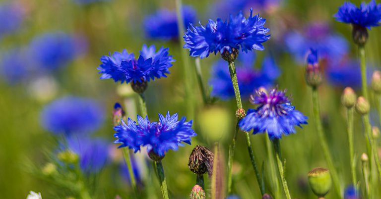 Kornblumen im Geo-Naturpark Frau-Holle-Land in Germerode, Hessen, Deutschland