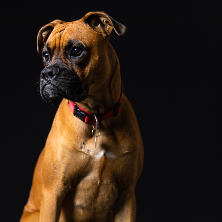 Boxer Hündin mit Blitz Setup