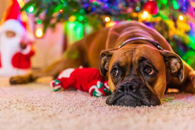 Weihnachtsstimmung mit Boxerhündin Helga